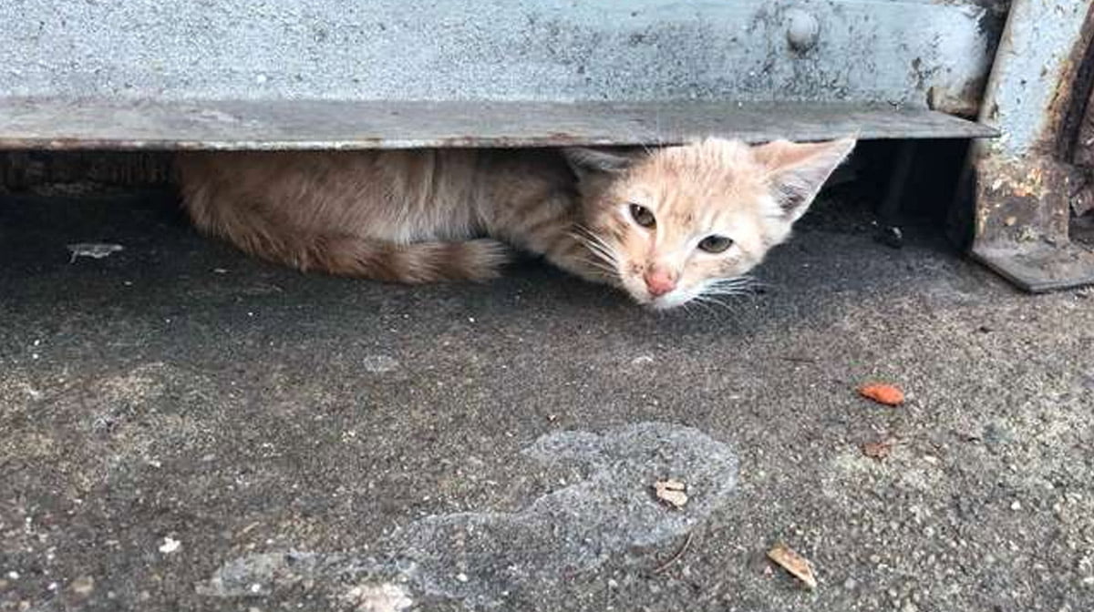 Бездомные коты Севастополь